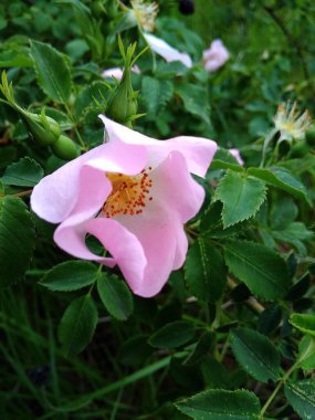 green rose hip bush with flowers