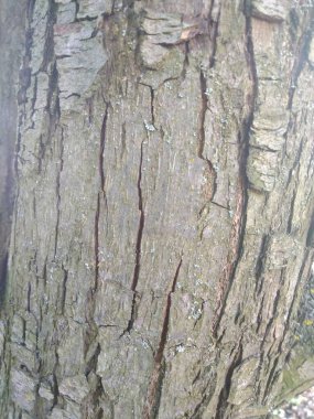 gray wood texture nature