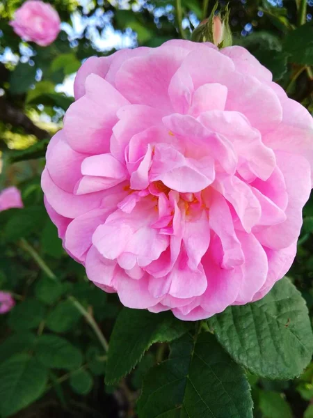 Różowe Płatki Róż Zbliżyć — Zdjęcie stockowe