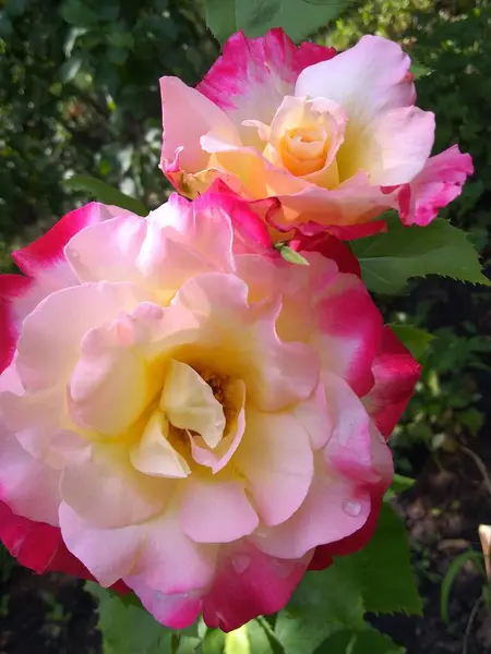 Pink White Rose Petals Close — Stock Fotó