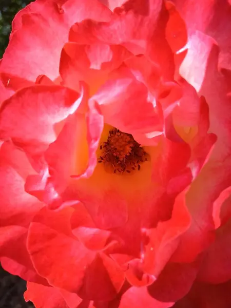 Pink White Rose Petals Close — Stock Fotó