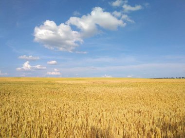 landscape field sky wheat