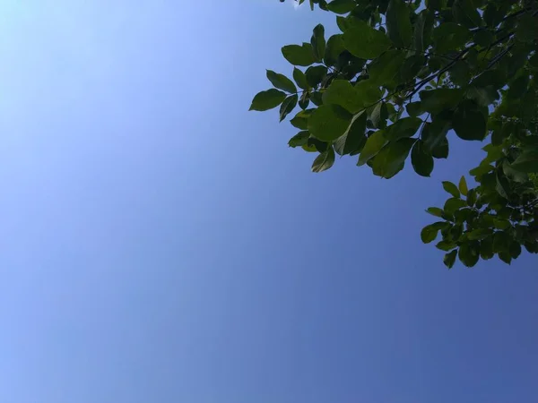 Blue Sky Green Leaves — Zdjęcie stockowe