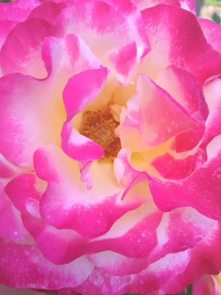 Pink White Rose Petals Close — ストック写真