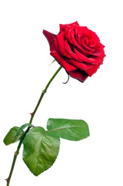 kırmızı gül beyaz arkaplanda izole