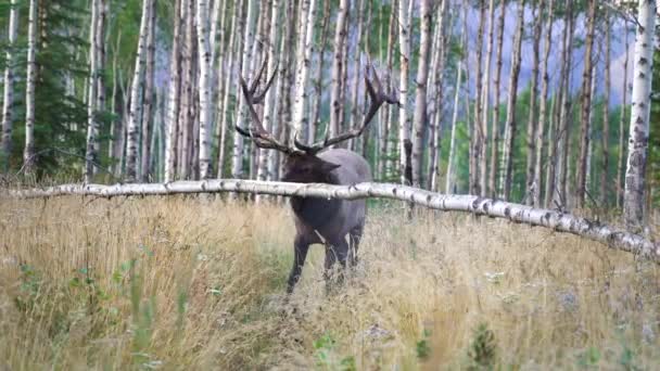 Μεγάλο ελάφι ταύρος τρίψιμο κέρατα κατά Aspen Δέντρα — Αρχείο Βίντεο
