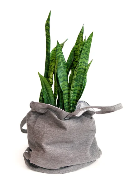 Bir torbaya Sansevieria bitki