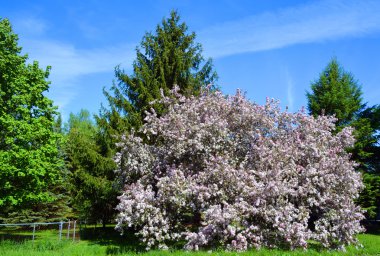 Bahar bahçesi, Bromont, Quebec, Kanada 