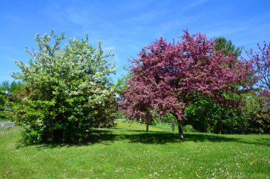 Elma ağacının çiçek açması, gül familyasının en çok tatlı, pofuduk meyvesi olan elmasıyla tanınan yaprak döken ağacıdır. Dünya çapında bir meyve ağacı gibi işlenmiş., 