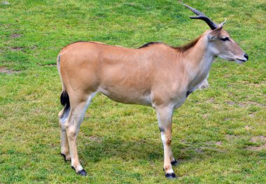 Eland (Pelerin veya Livingstone) (Tragelaphus oryx). Dünya antiloplarının en büyüğü..