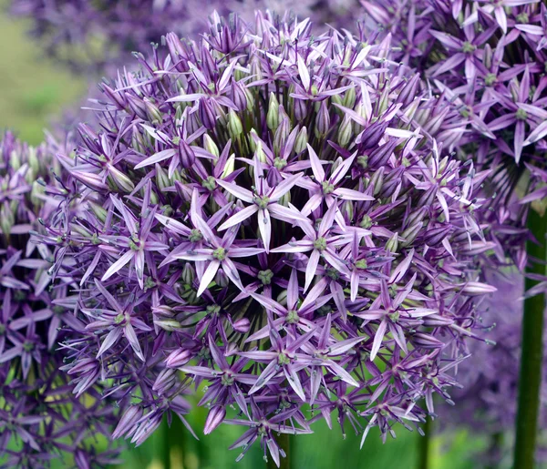 Genre Oignon Allium Comprend Des Plantes Fleurs Monocotylédones Comprend Oignon — Photo