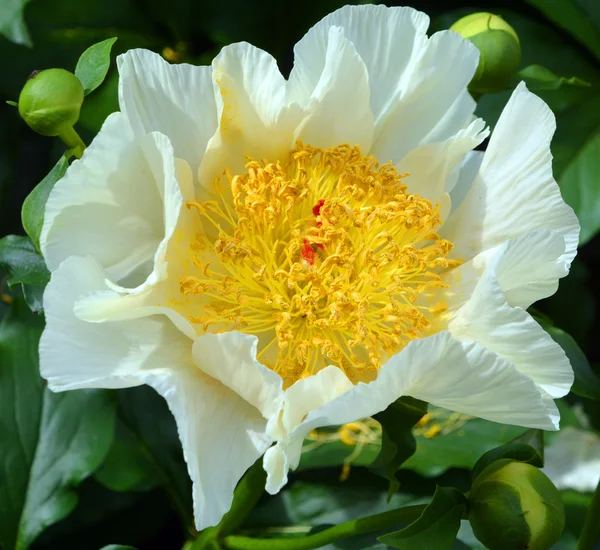 Paeonia Género Botânico Pertencente Família Paeoniaceae Eles São Nativos Ásia — Fotografia de Stock