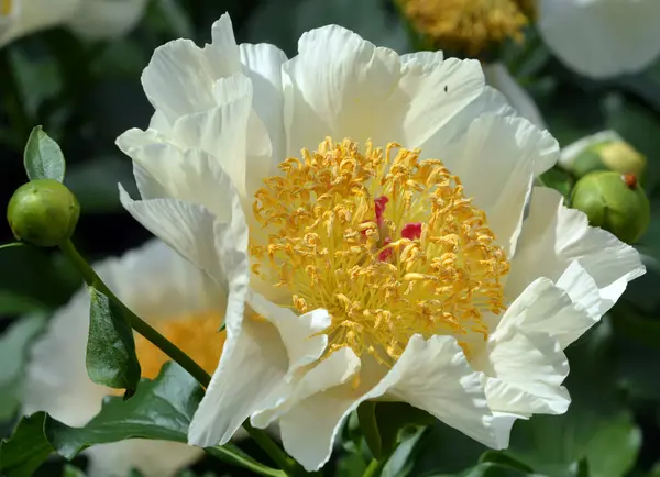 Paeonia Género Botânico Pertencente Família Paeoniaceae Eles São Nativos Ásia — Fotografia de Stock