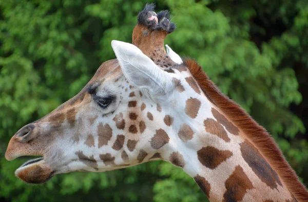 Giraffa Camelopardalis 아프리카에 서식하는 동물중에서 포유류이다 — 스톡 사진