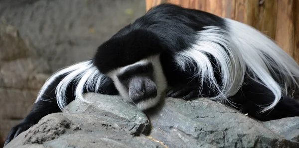 Macaco Preto Branco Jardim Zoológico — Fotografia de Stock
