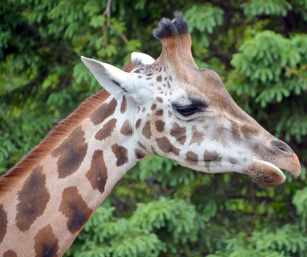 Giraffa Camelopardalis 아프리카에 서식하는 동물중에서 포유류이다 — 스톡 사진