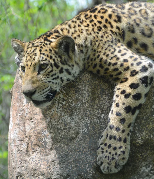 Close Leopardo — Fotografia de Stock