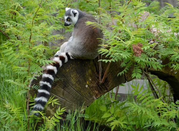 Lemur Ekor Lemur Catta Kebun Binatang — Stok Foto