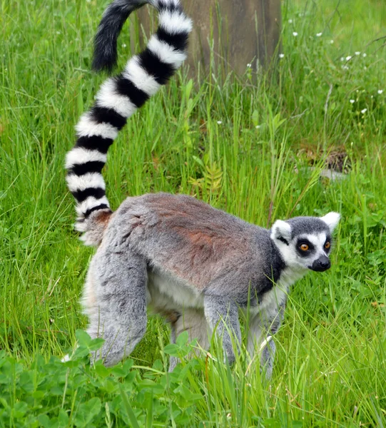 Хвіст Лемура Lemur Catta Сім Шукає Їжу Траві — стокове фото