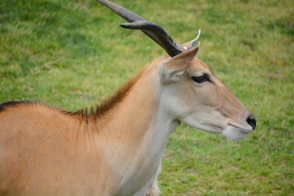 Eland Cabo Livingstone Tragelaphus Oryx Maior Antílope Mundo — Fotografia de Stock