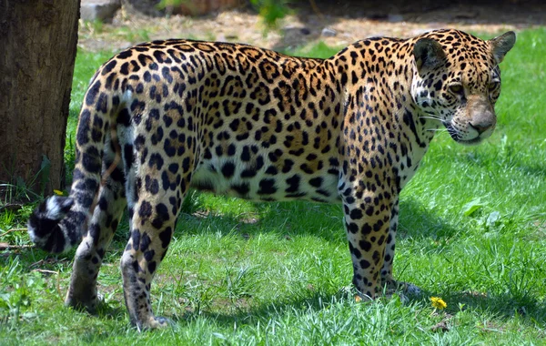 Jaguar Est Chat Félin Genre Panthera Seule Espèce Existante Panthera — Photo