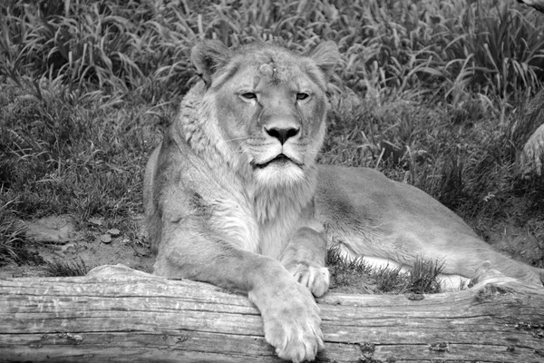 L'animale leone — Foto Stock