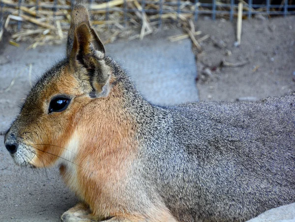 Patagonische Mara Een Relatief Groot Knaagdier Uit Het Geslacht Mara — Stockfoto