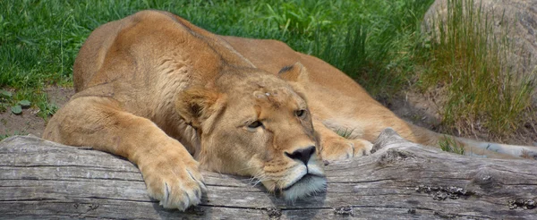 El animal león — Foto de Stock
