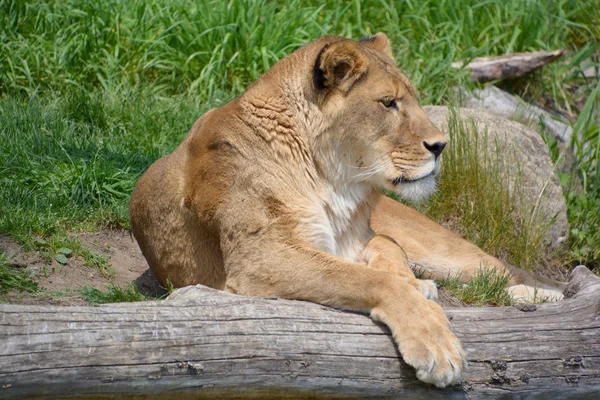 Aslan hayvan — Stok fotoğraf