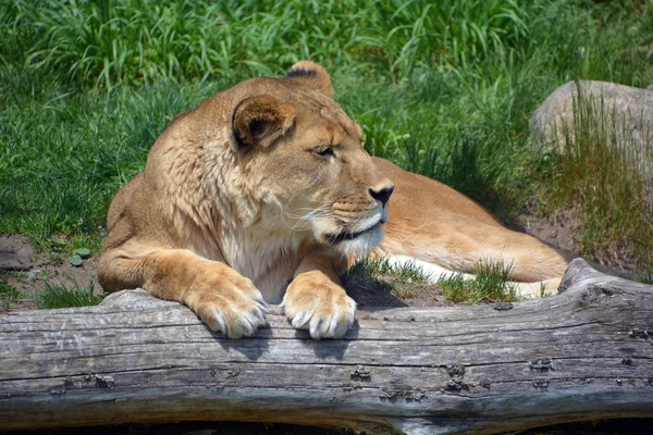 Aslan hayvan — Stok fotoğraf