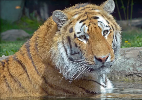 Tiger close up