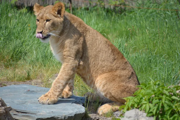 Aslan hayvan — Stok fotoğraf