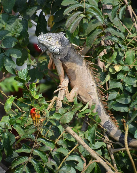 Gran Iguana Árbol Puerto Vallarta México —  Fotos de Stock