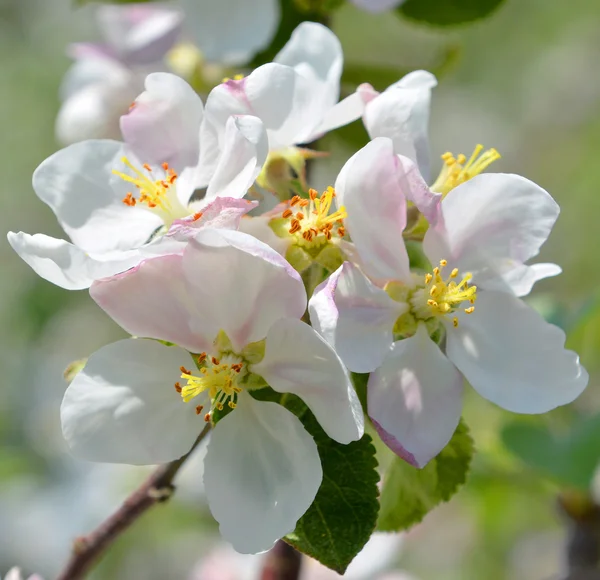 Apple Tree Flowers — Stock Photo, Image