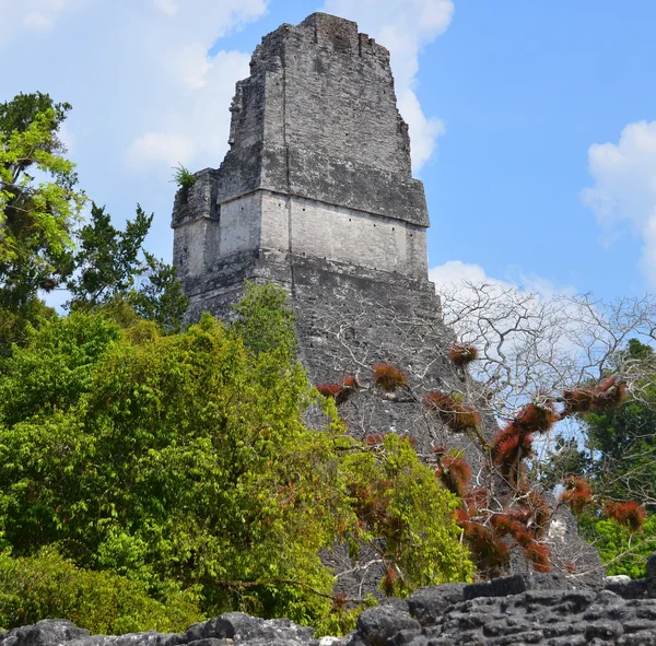 Tikal Guatemala Maio 2016 Sítio Arqueológico Civilização Maia Pré Colombiana — Fotografia de Stock