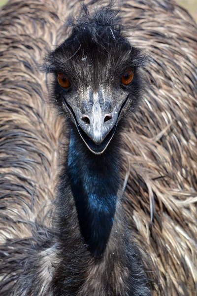 Emu Largest Bird Native Australia Only Extant Member Genus Dromaius Stock Photo