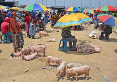 Quetzaltenango Guatemala 28 Nisan 2016: Quetzaltenango pazarında insanlar domuz satıyor. Bu yerel pazar Orta Amerika 'nın en renkli pazarıdır.