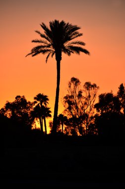 Palmiye ağaçlarının şafağı Phoenix Scottsdale Arizona Birleşik Devletleri