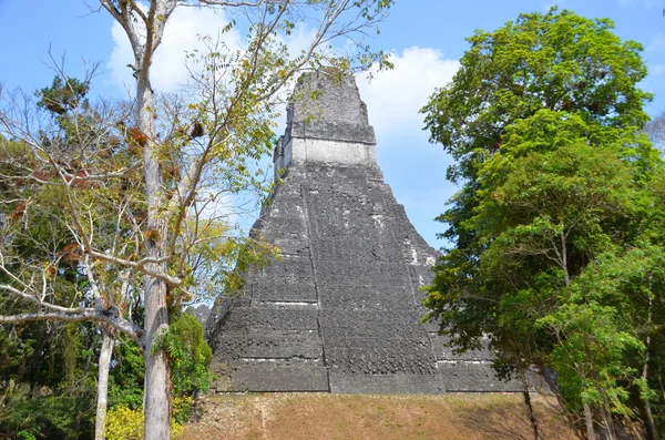 Park narodowy Tikal — Zdjęcie stockowe