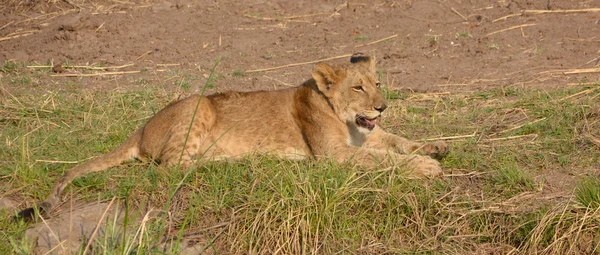 Little lion cub — Stock Photo, Image