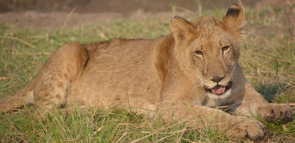Pequeno filhote de leão — Fotografia de Stock