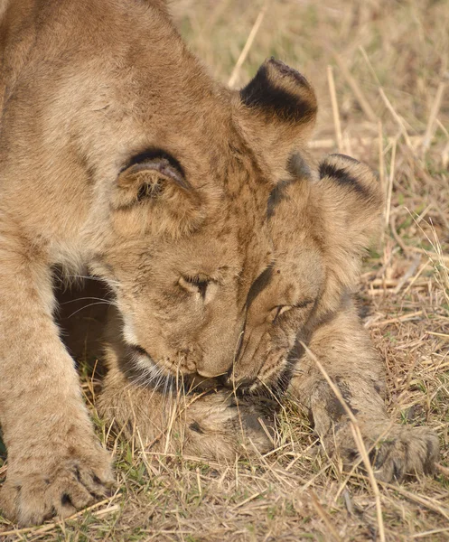 Little lion cub — Stockfoto