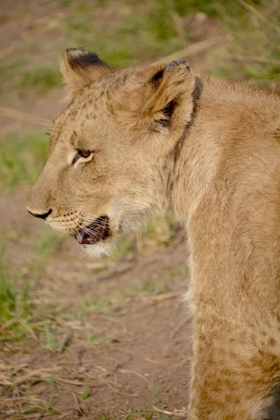 Küçük aslan yavrusu — Stok fotoğraf