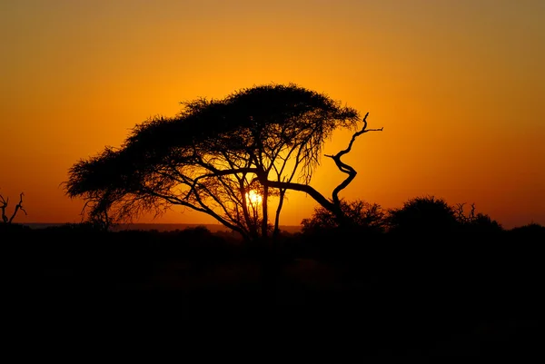 Kruger Park Günbatımı Güney Afrika — Stok fotoğraf