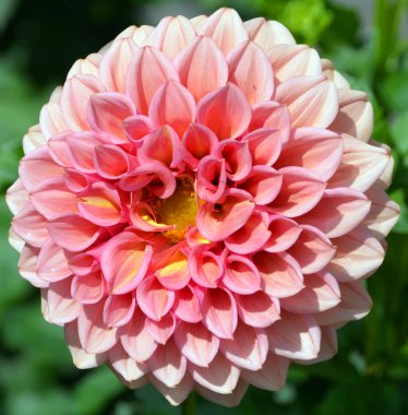 Dahlia, Meksika 'da yetişen bir çalı tüberküloz, bitkisel bitki cinsidir. Akraba türler arasında ayçiçeği, papatya, kasımpatı ve zinya bulunur. 