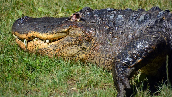 Der amerikanische Alligator — Stockfoto