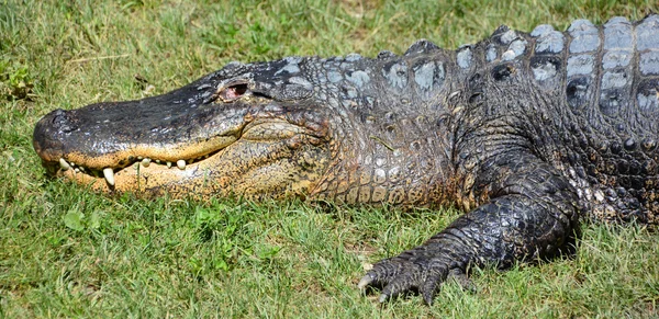 Der amerikanische Alligator — Stockfoto