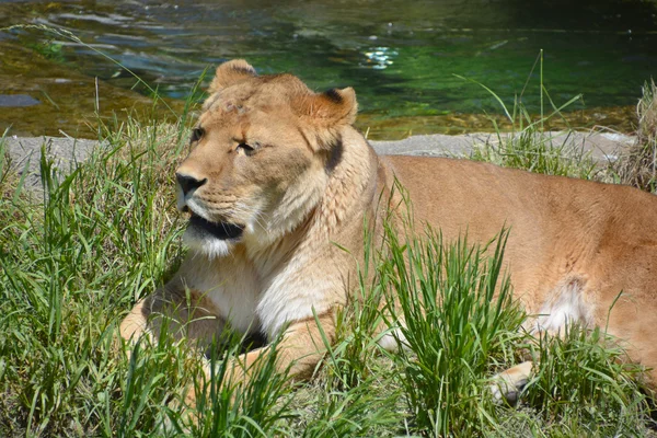 Aslan hayvan — Stok fotoğraf