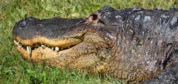 Der amerikanische Alligator — Stockfoto