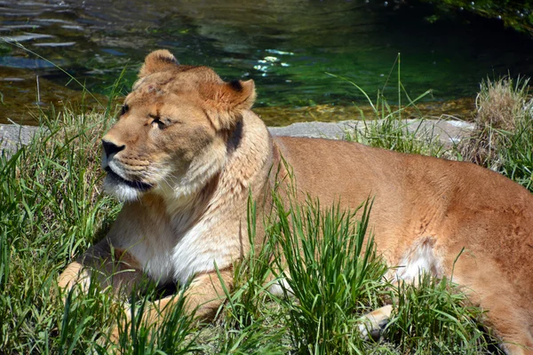 Aslan hayvan — Stok fotoğraf